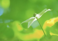 Early summer flowers