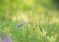 あるがまま雑草として芽をふく*