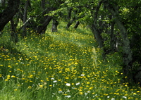 お花のトンネル