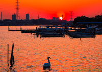 夕日と白鳥..