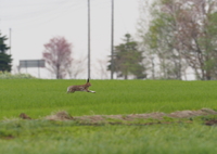 野を駆ける