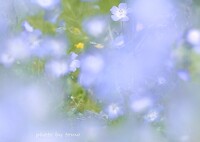 春の夢をみた日