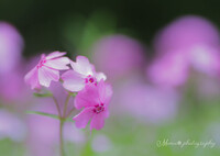 煌く愛の花.+*:ﾟ+｡.☆