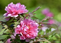萌える花