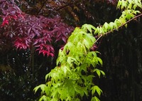 ウチュウ紅葉