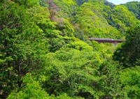 新緑の渓谷
