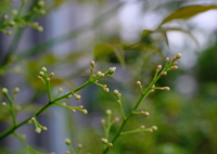 ナンテンの花芽