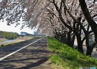 浪江町の桜２