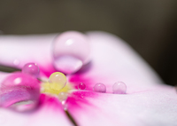 水玉