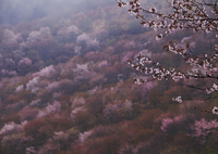 天霧
