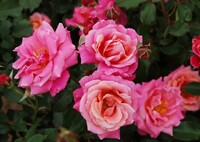 バラ薫る５月～
