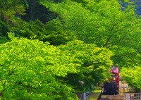 新緑のトンネル