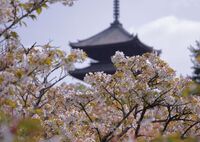 御室桜