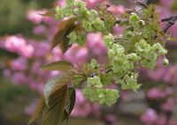 緑色の桜