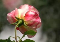 後ろ姿（空港に薔薇を撮りに行こう2025）