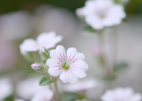 小さな花