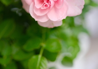 花咲くころに