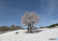 雪上桜