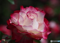 薔薇の鑑賞　その１
