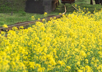 菜の花の咲く駅