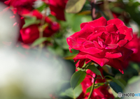 薔薇
