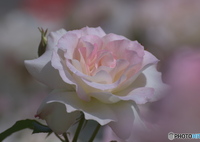 薔薇の鑑賞　その２