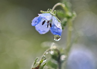 花びらの涙