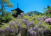藤棚と三重塔