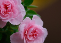 薔薇