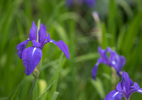 いずれ菖蒲か杜若