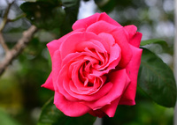 薔薇