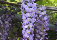 藤の花