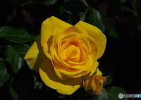 薔薇の鑑賞　その⑤