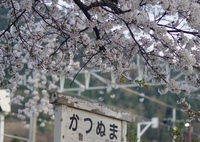 桜をみる旅