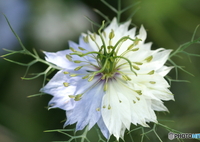 庭に咲く花84「ニゲラ＝真上より」