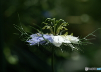 庭に咲く花85「ニゲラ＝真横から」