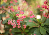 小花