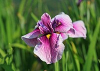 花菖蒲(城北公園2012)