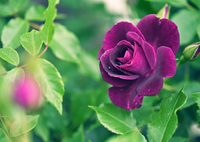 My rose 8