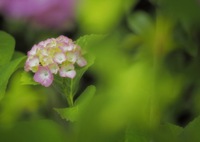 ハニカミ咲く紫陽花