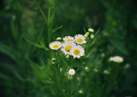 野に咲く花…