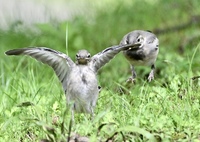 はいポーズ＾＾