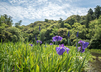 梅雨も間近・・花菖蒲