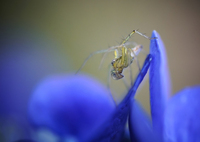 クールなササグモ…