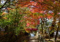 紅葉と用水路