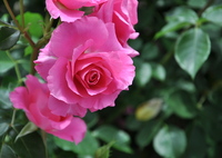 pink flower