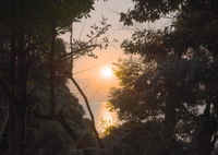Morning Sunlight