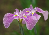 花菖蒲　①
