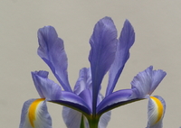 庭に咲く花86「アイリス」