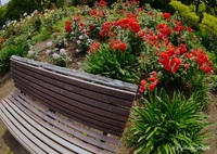 バラ園で待ち合わせ